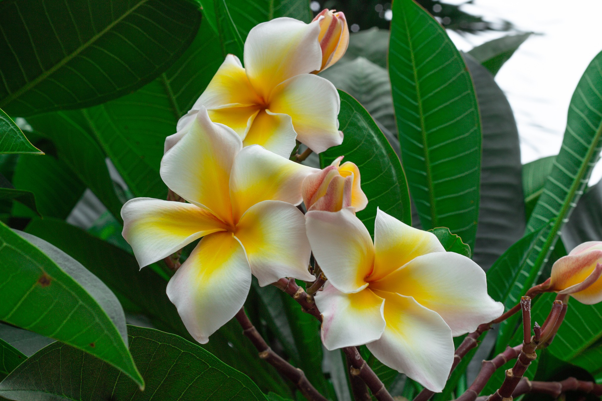 Plumeria Trees Planting, Growing, and Pruning Plumerias